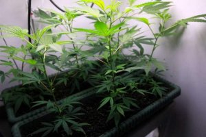 Michael McShane, 51, of Ferndale is growing his own pot to relieve pain caused by cancer. (William Archie - Detroit Free Press)